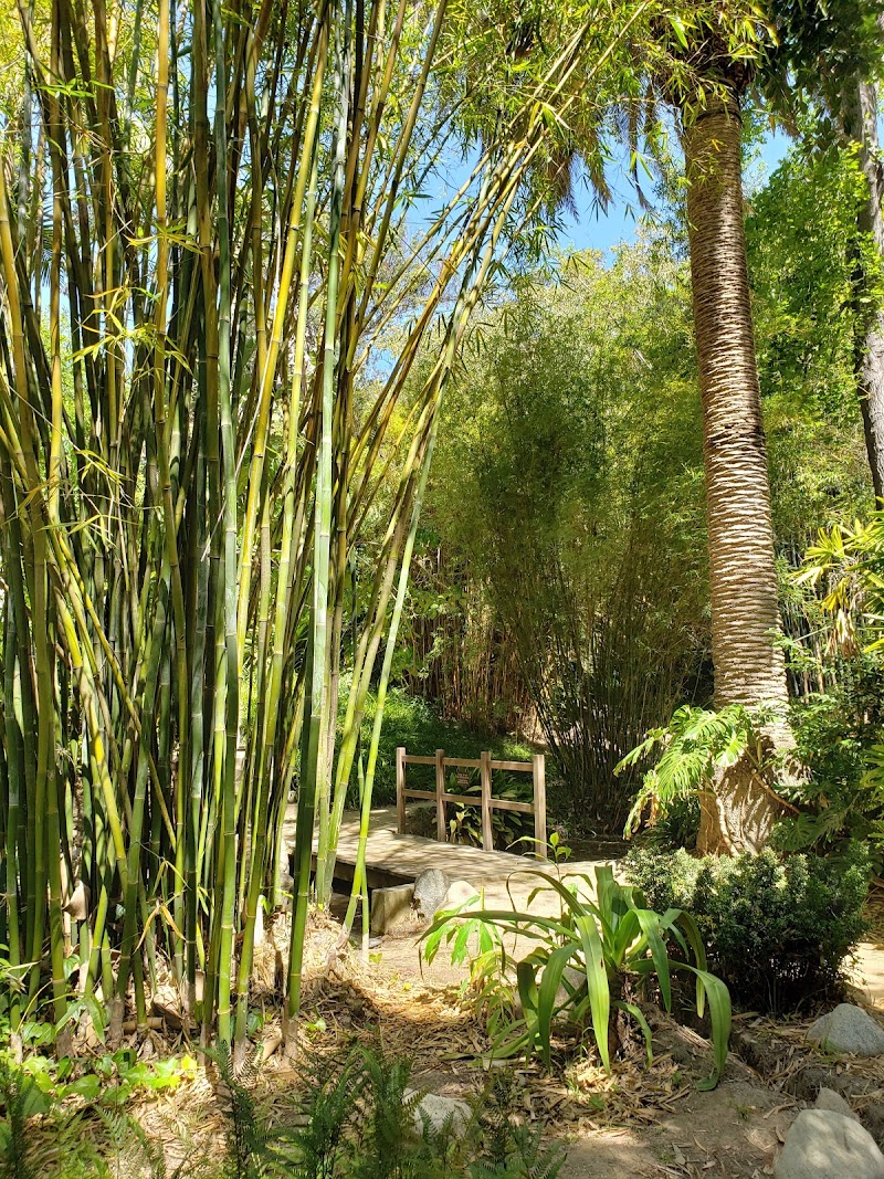UCLA Mathias Botanical Garden photo 5
