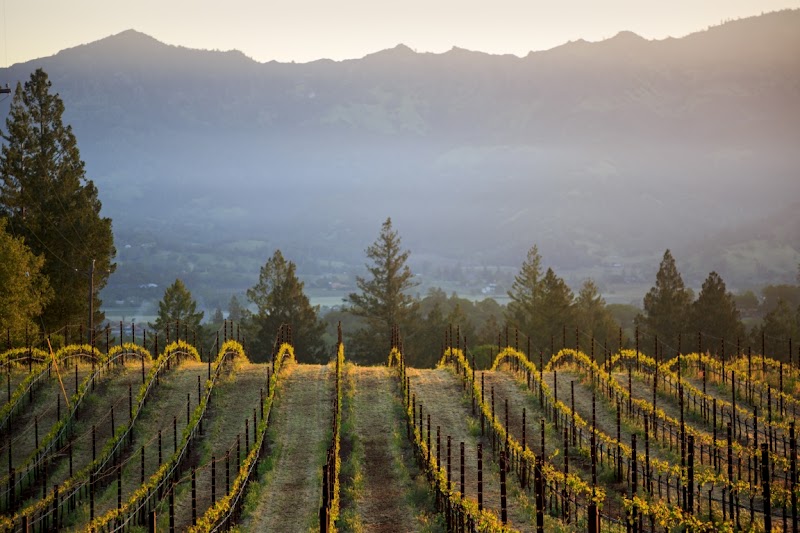 Theorem Vineyards photo 2
