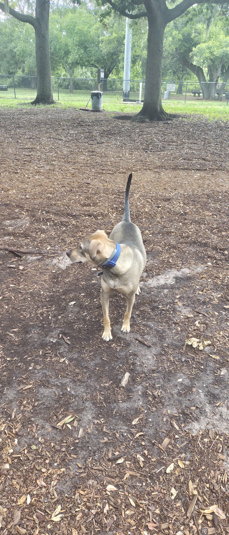 Photo of Dog Park