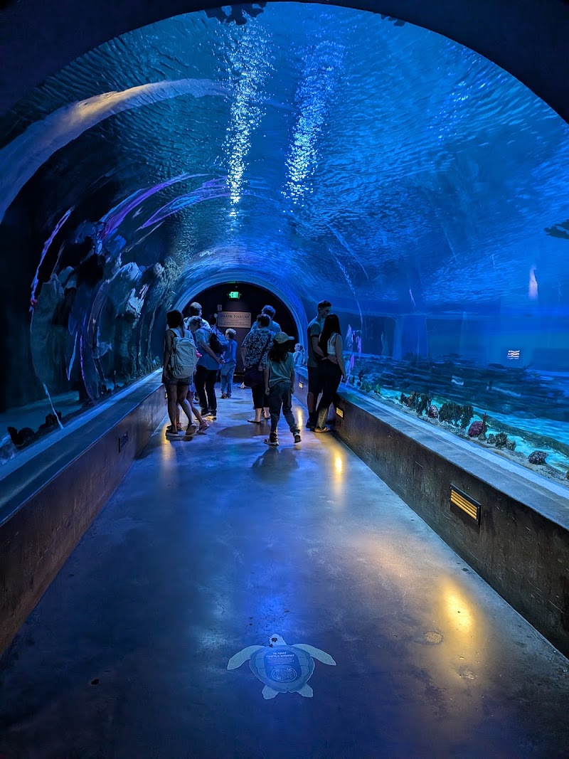 Loveland Living Planet Aquarium photo 2