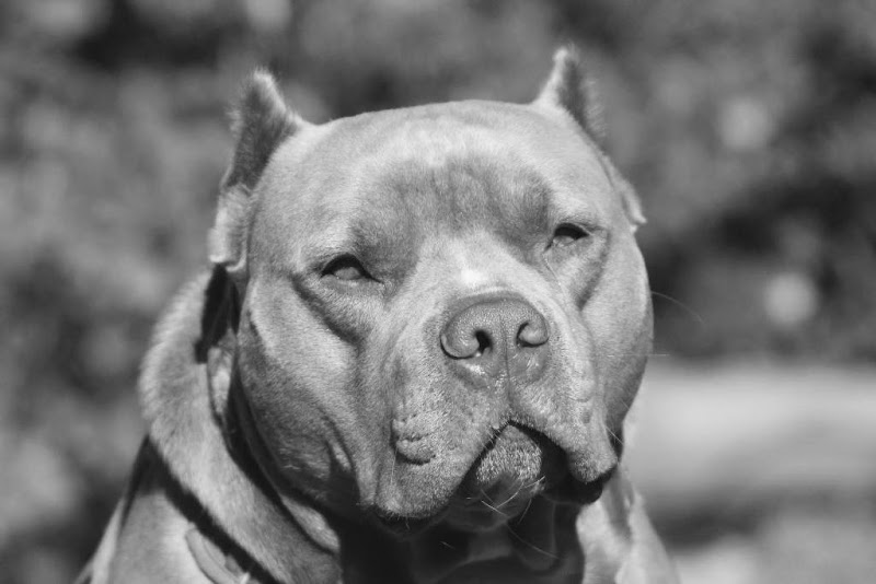 hmbdoghouse photo 3