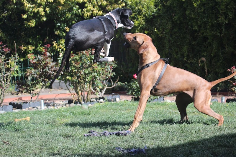 hmbdoghouse photo 5