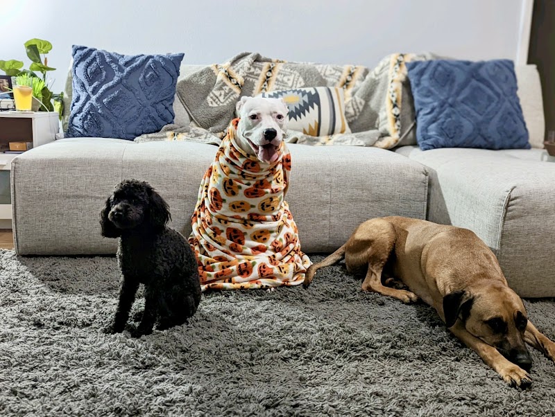 Photo of Wags and Whiskers Pet Visits