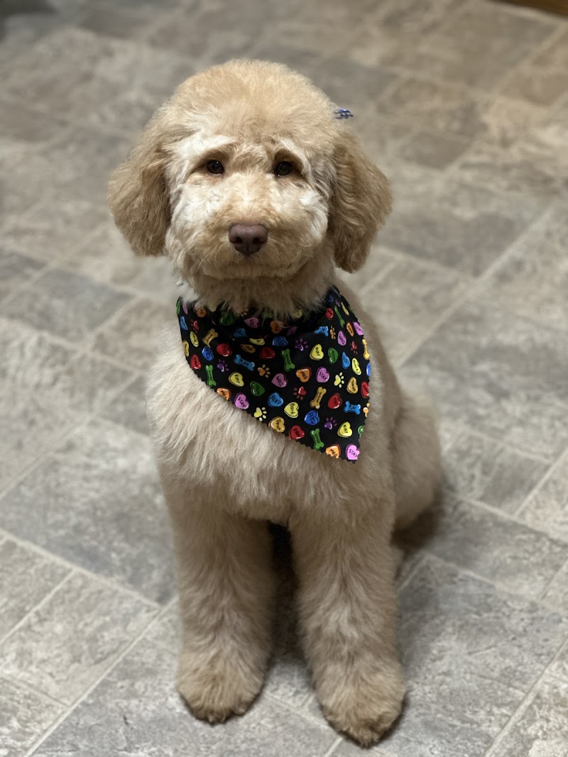 Muddy Paws Grooming -Oakley photo 2