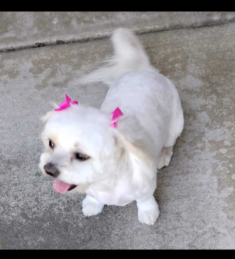 Muddy Paws Grooming -Oakley photo 5