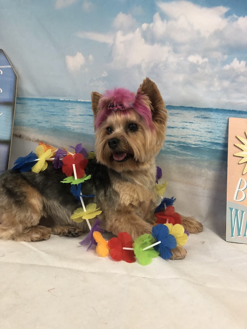 Muddy Paws Grooming -Oakley photo 3