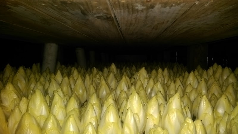 California Endive Farms photo 4