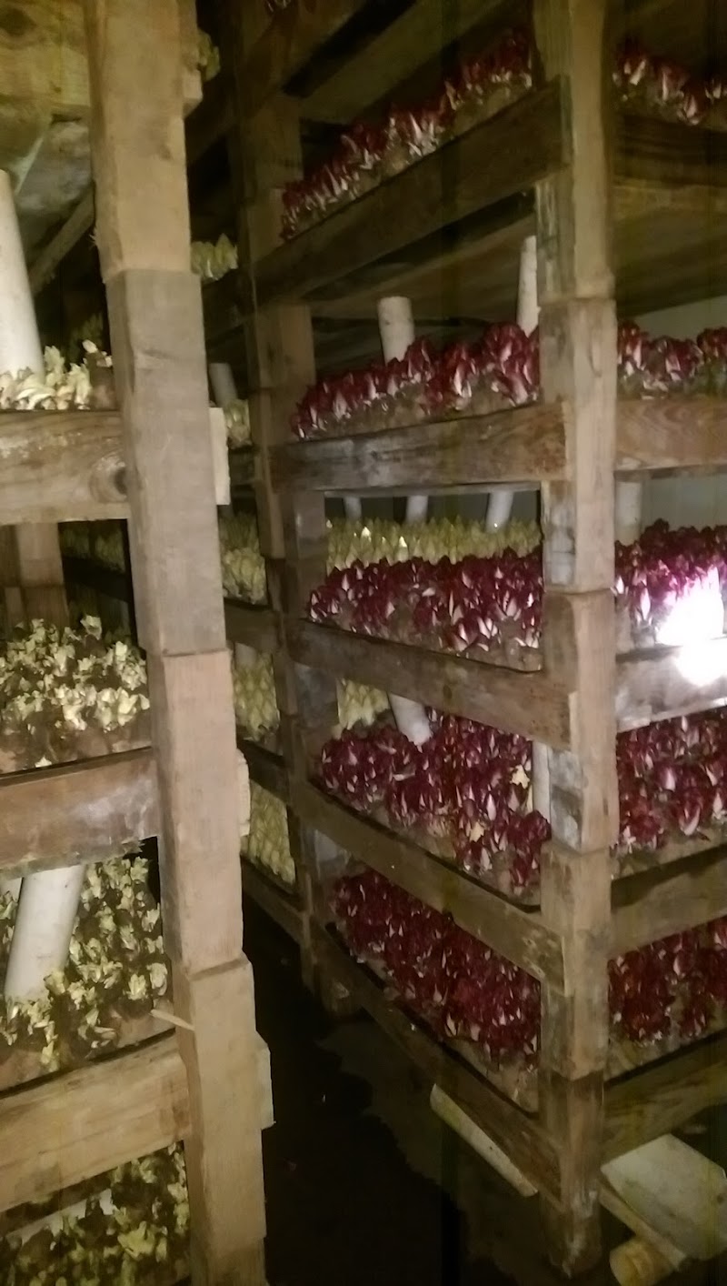 California Endive Farms photo 3