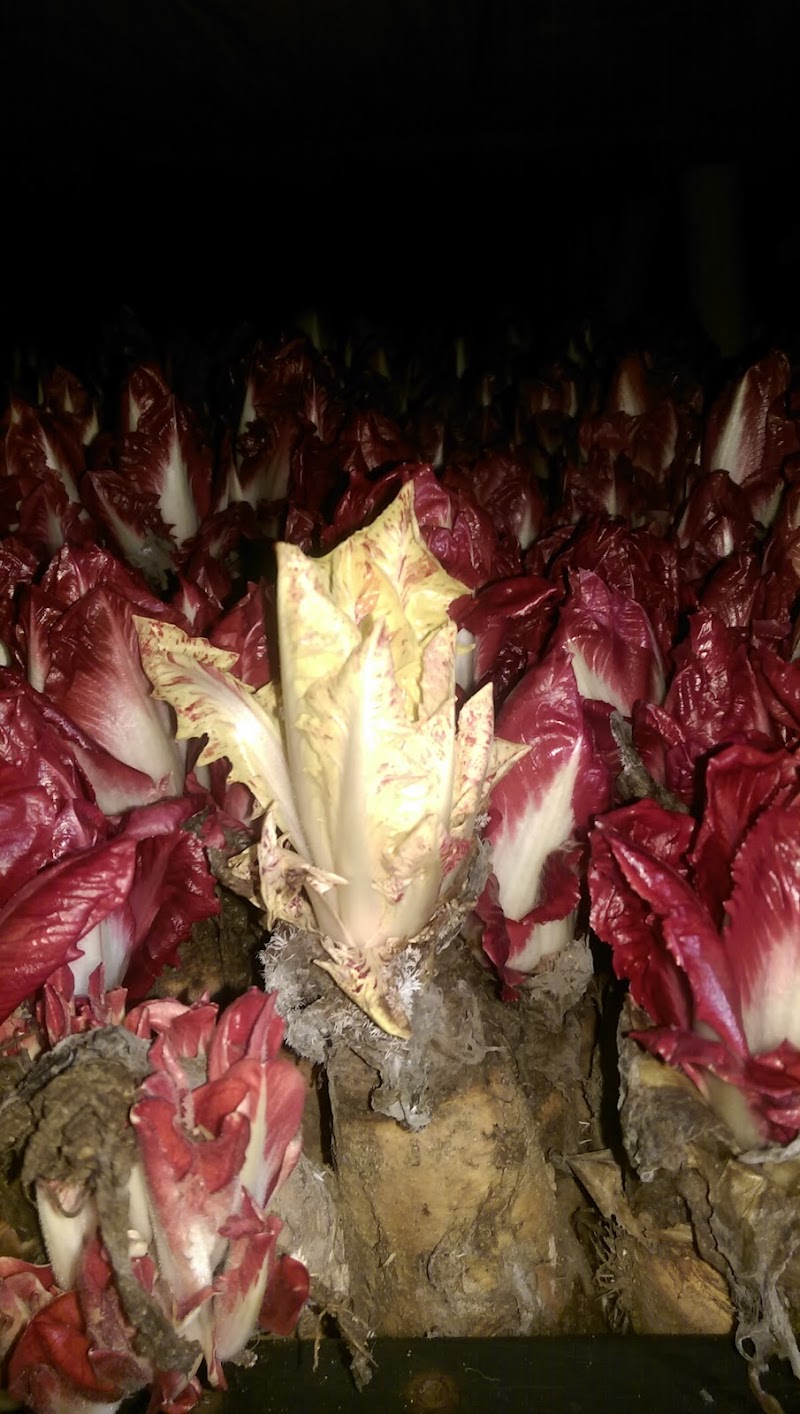 California Endive Farms photo 2