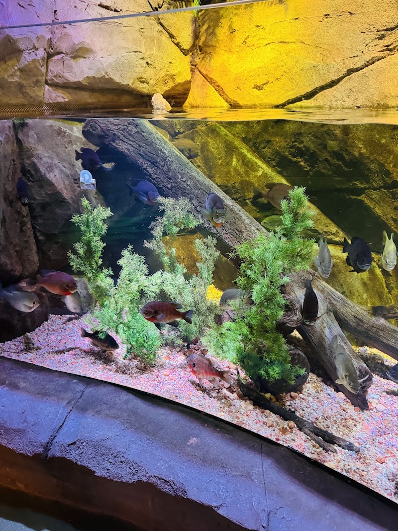 SEA LIFE Florida Aquarium at LEGOLAND® Florida Resort photo 2