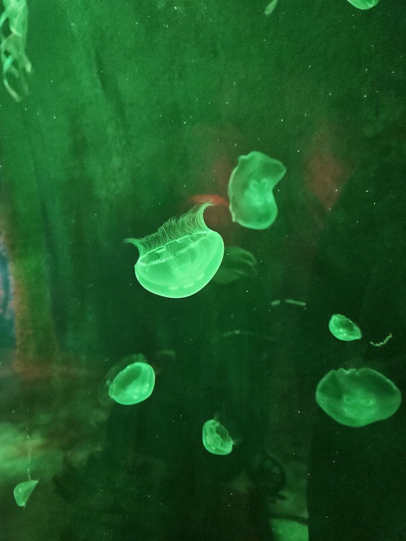 SEA LIFE Florida Aquarium at LEGOLAND® Florida Resort photo 5