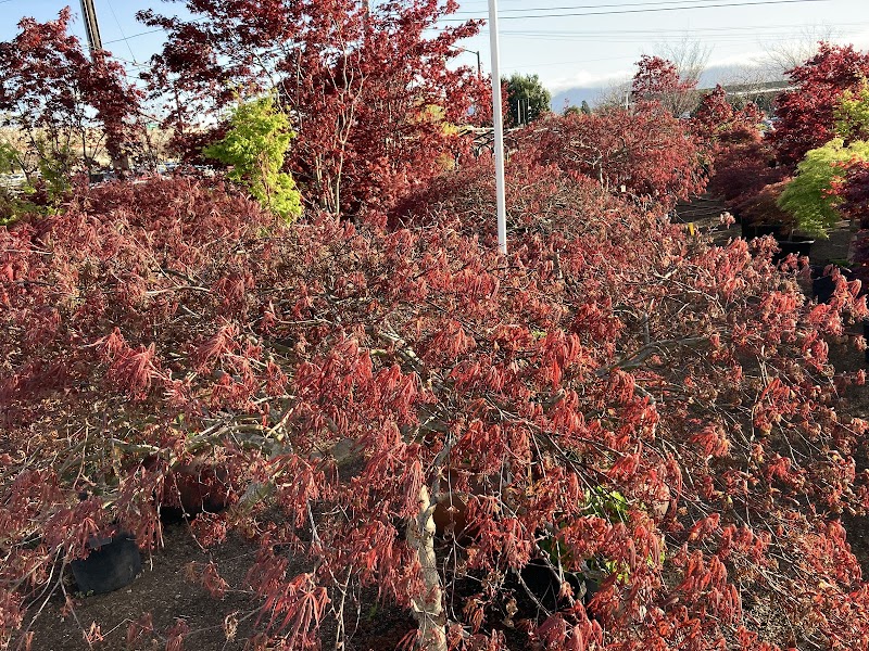 Plant Tomorrow photo 5