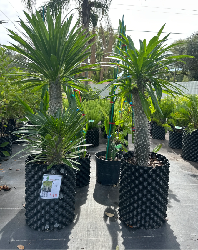 Jolly Green Nursery photo 3