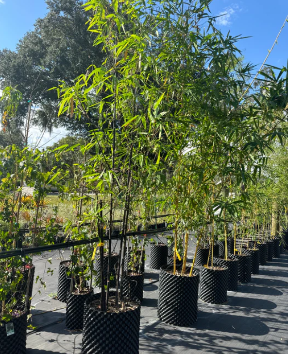Jolly Green Nursery photo 2