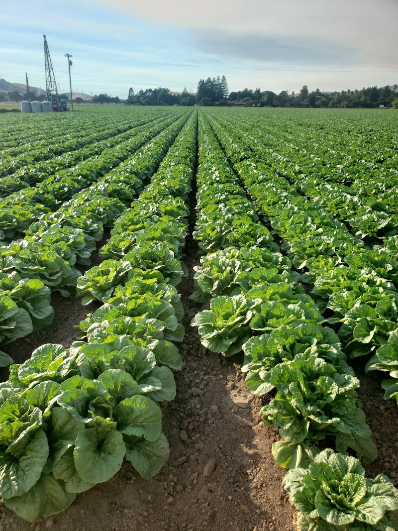 Photo of Ando Farms Inc