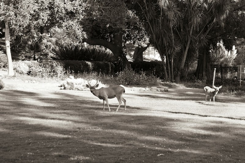 Ralston Hall Mansion photo 4