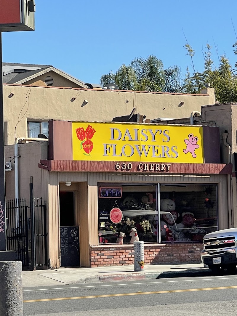 Photo of Daisy Flowers