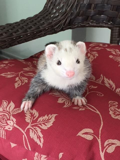 Pet Sitter Springhill photo 5