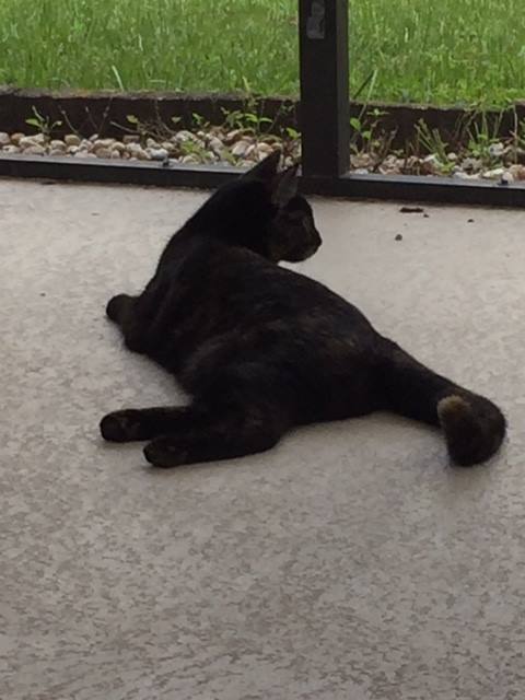 Pet Sitter Springhill photo 4