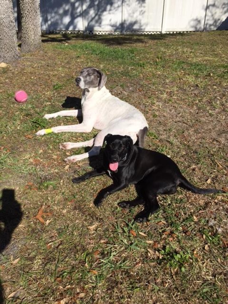 Pet Sitter Springhill photo 2