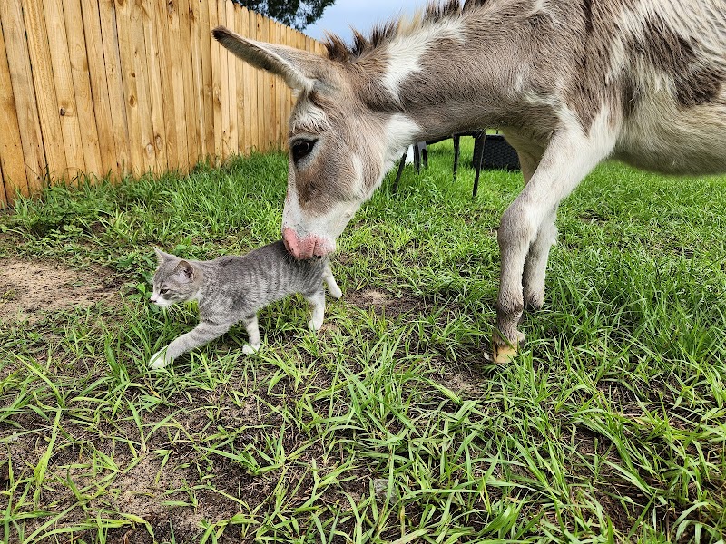 Florida Farm School & Animal Rescue photo 3
