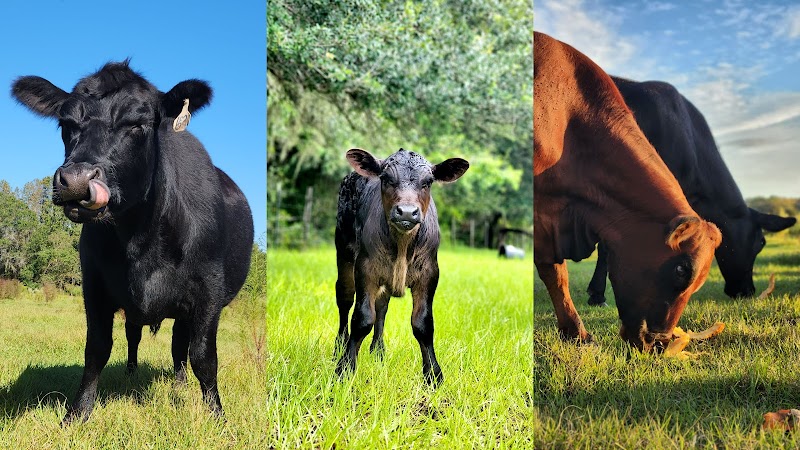 Florida Farm School & Animal Rescue photo 2