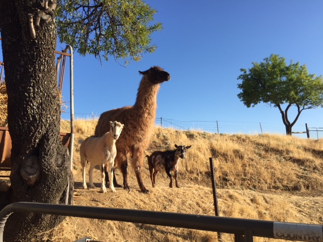 Photo of Cerro Grande Ranch