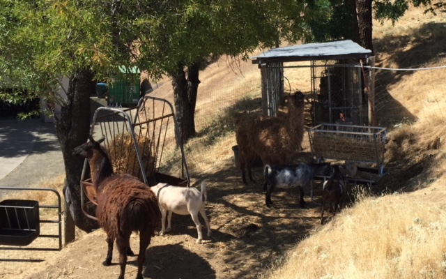 Cerro Grande Ranch photo 4