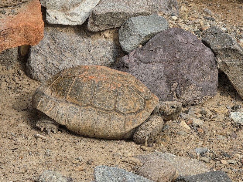 Imperial National Wildlife Refuge photo 5