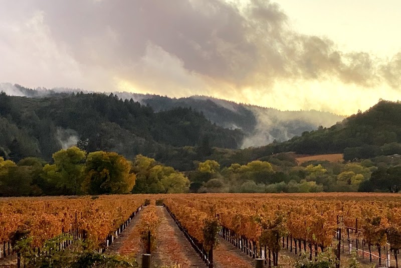 Amista Vineyards photo 4