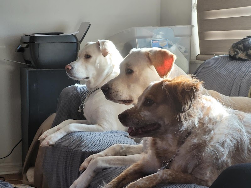 Country Paws Farm photo 3
