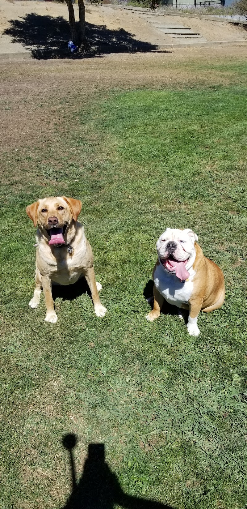Cipriani Dog Park photo 4