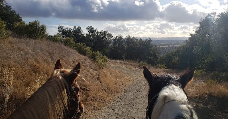 Photo of All The King's Horses
