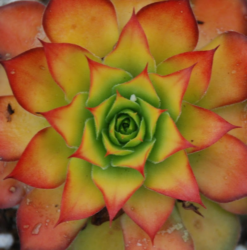 Photo of Peacock Horticultural Nursery (only open by appointment)