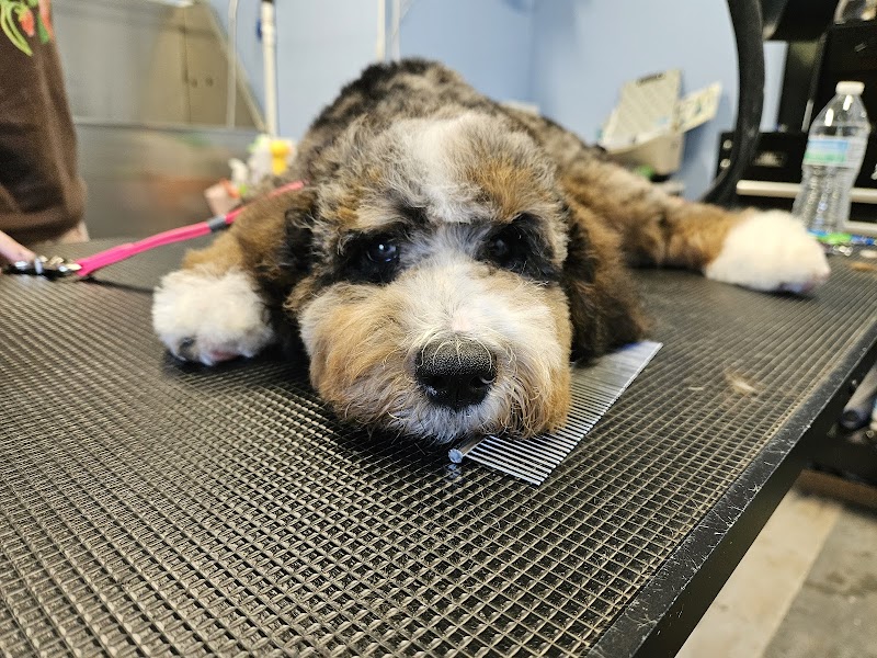 Country Paws Grooming photo 5