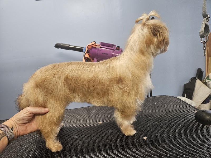 Country Paws Grooming photo 3