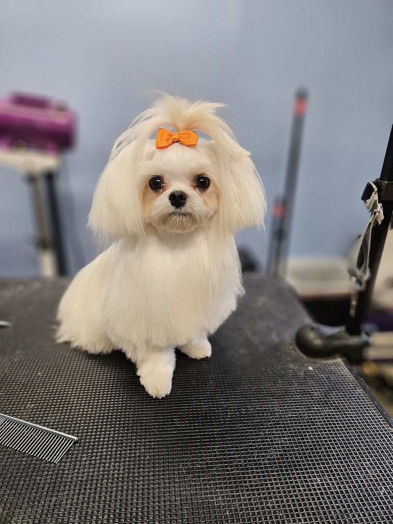Country Paws Grooming photo 2