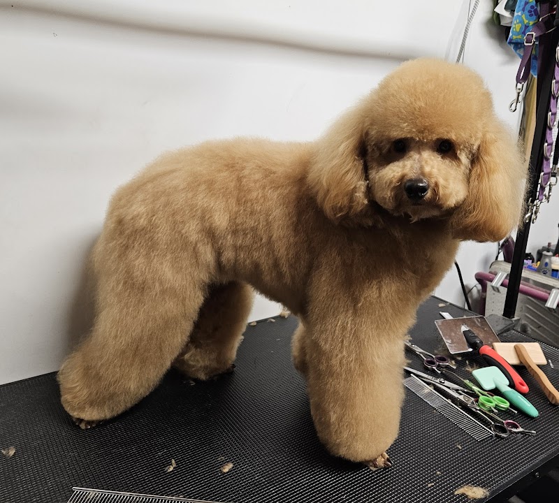 Photo of Country Paws Grooming