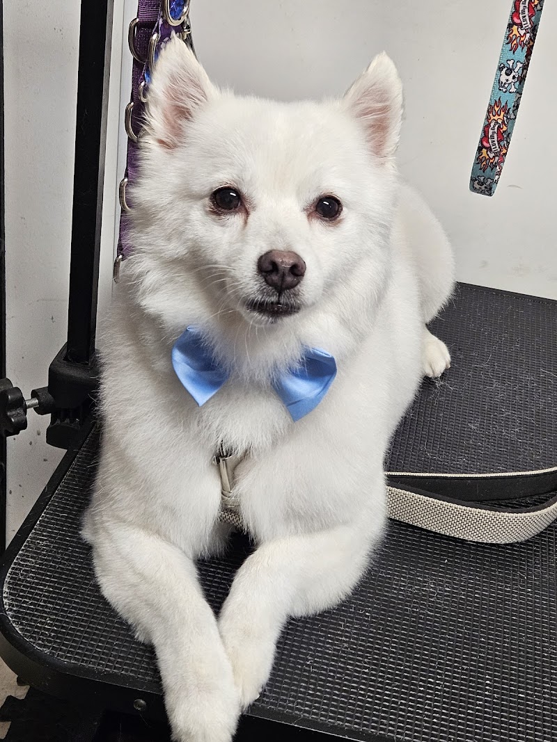 Country Paws Grooming photo 4