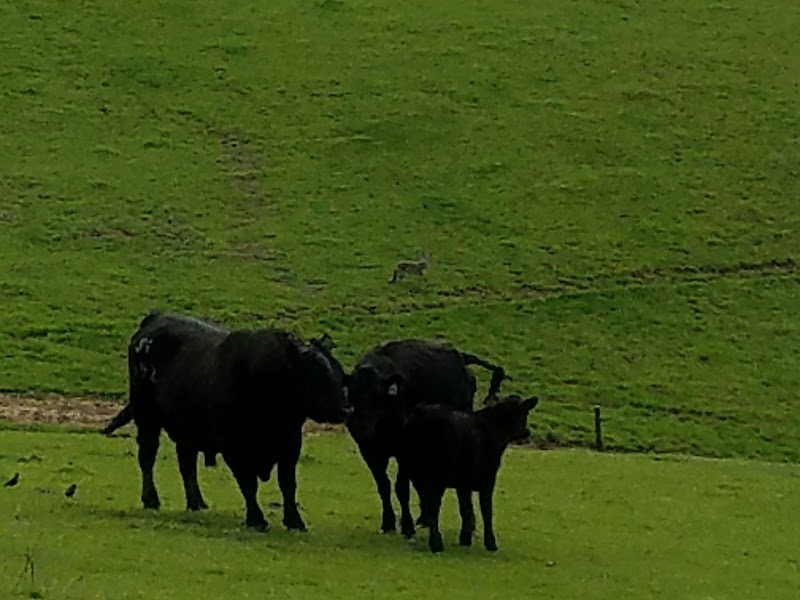 Rosenberger Ranch photo 4