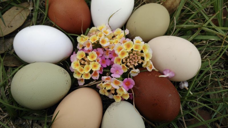Photo of Stellar Game Birds, Poultry, Waterfowl LLC