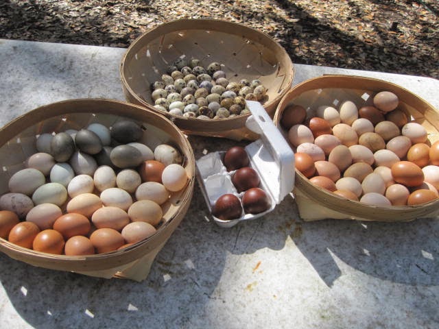 Stellar Game Birds, Poultry, Waterfowl LLC photo 4