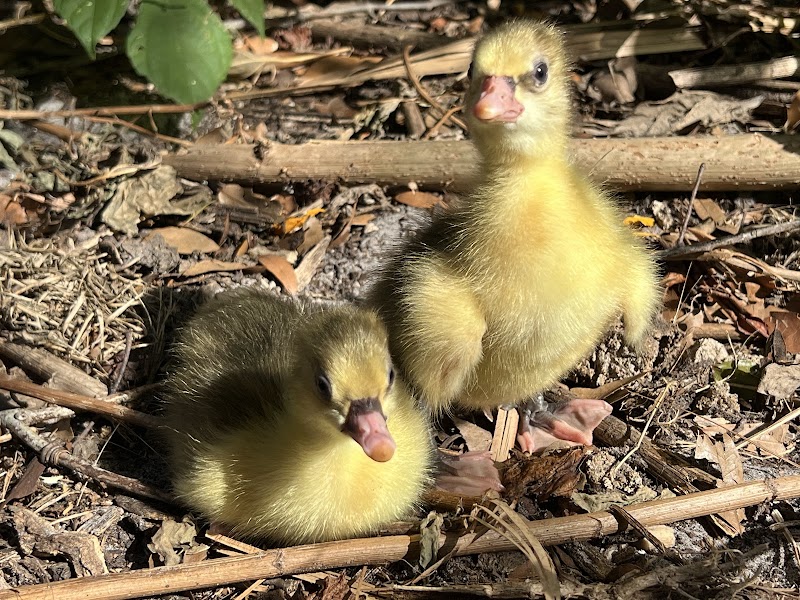 Stellar Game Birds, Poultry, Waterfowl LLC photo 5
