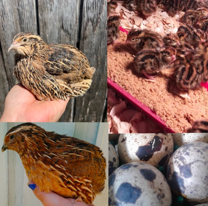 Stellar Game Birds, Poultry, Waterfowl LLC photo 3