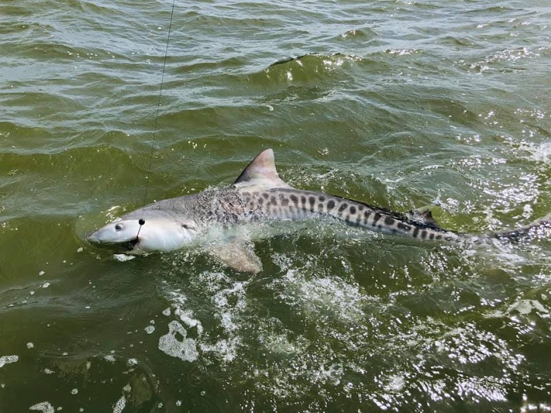 High Octane Fishing Charters - Crystal River photo 4