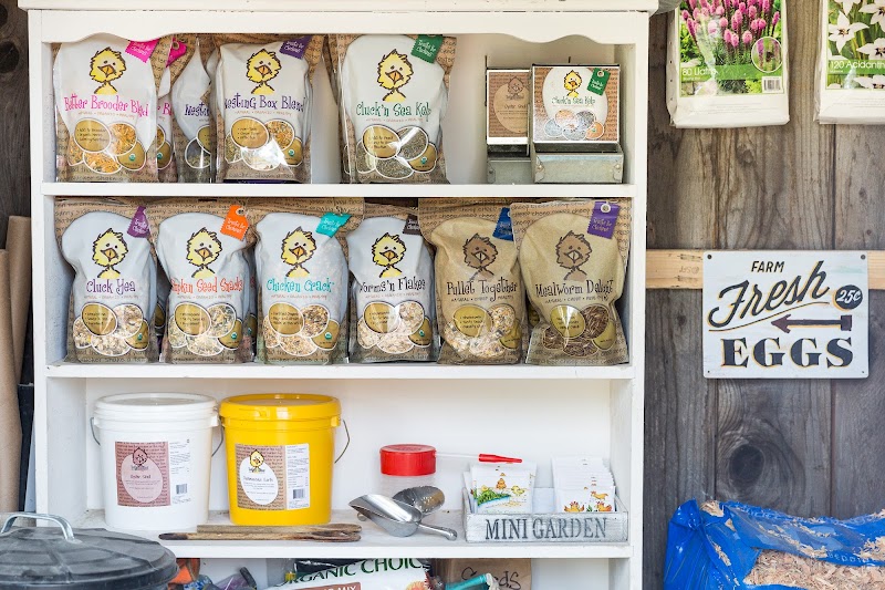Photo of Treats For Chickens