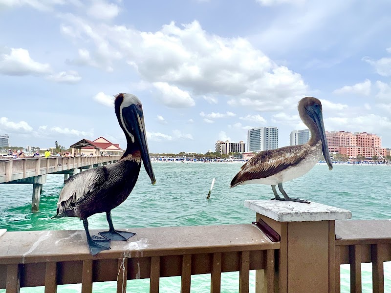 Pier 60 Clearwater photo 5