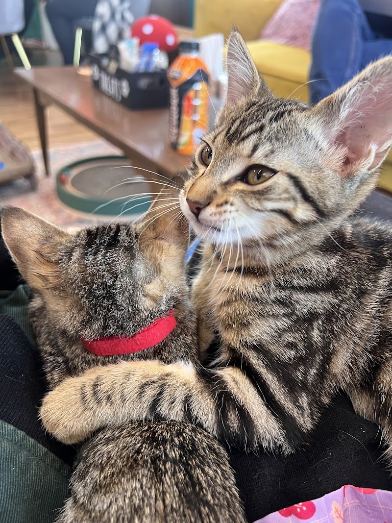 Little Bean's Cat Cafe photo 4