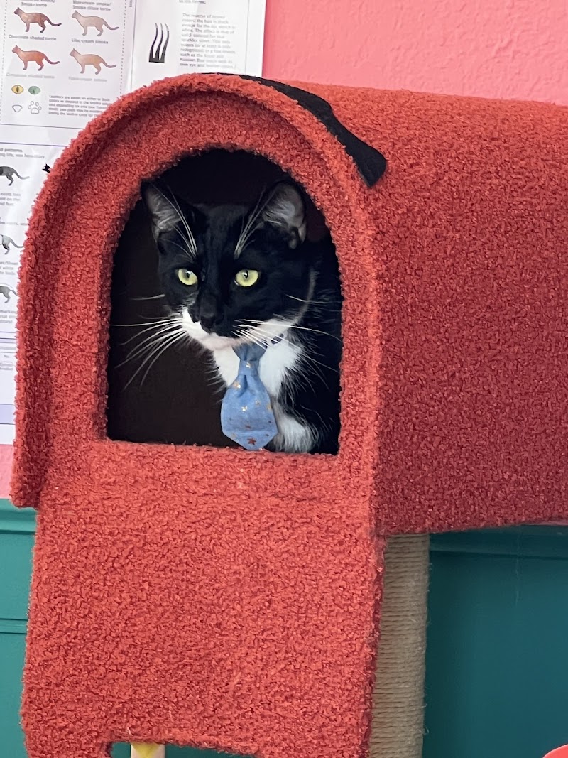 Little Bean's Cat Cafe photo 3