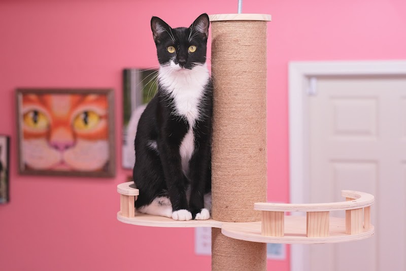 Little Bean's Cat Cafe photo 2